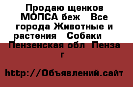 Продаю щенков МОПСА беж - Все города Животные и растения » Собаки   . Пензенская обл.,Пенза г.